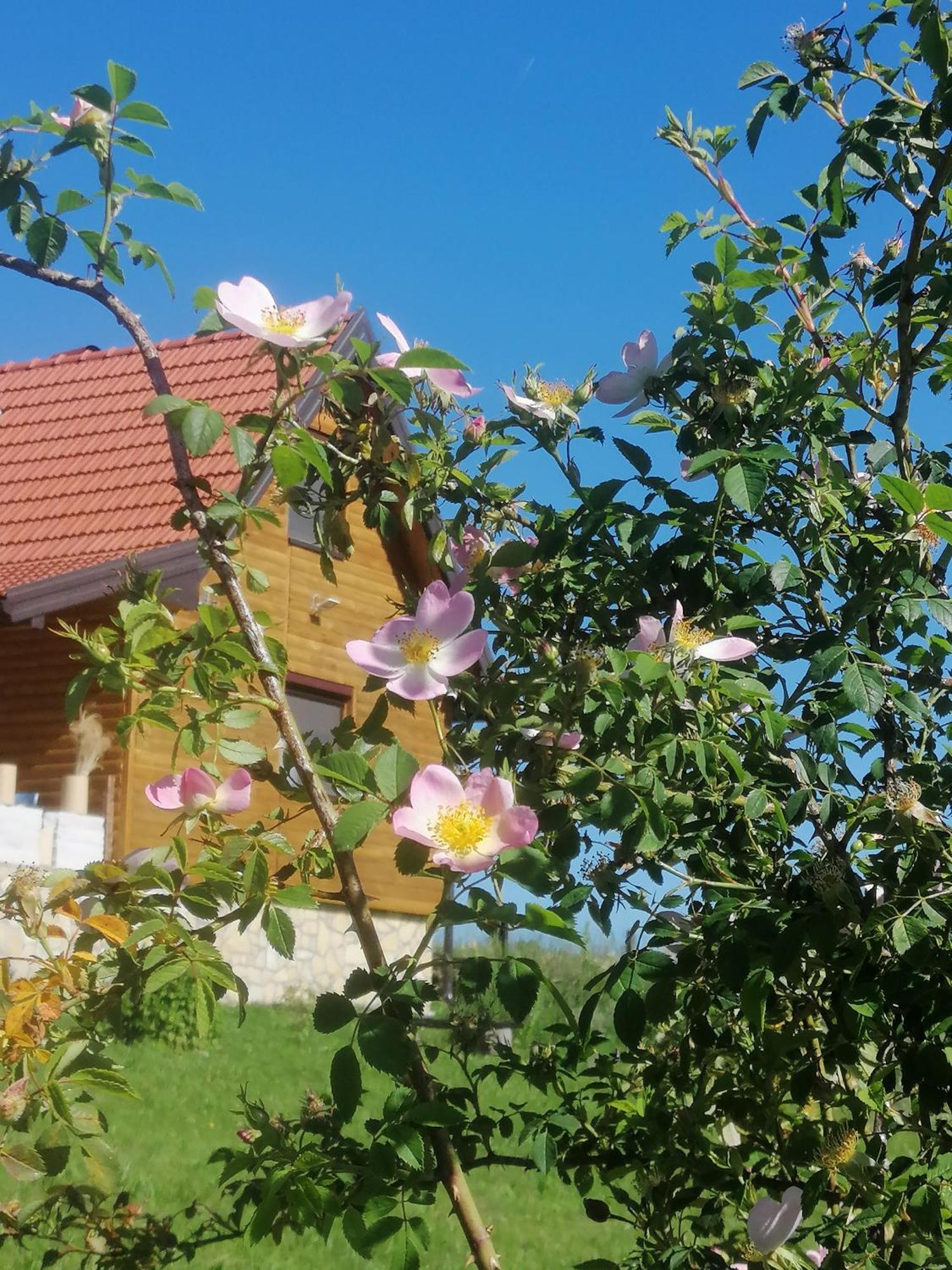 Apartamento Tarin Zov Kaludjerske Bare Exterior foto